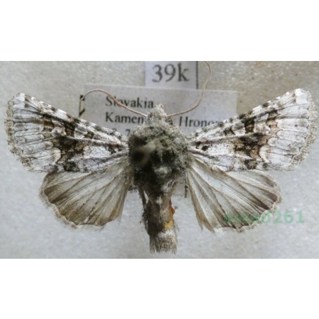 Hecatera bicolorata leucomelaena Spuler, 1905 Piętnówka zmierzchówka Slovakia39k